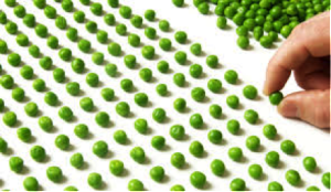 person lining up green peas in perfect rows