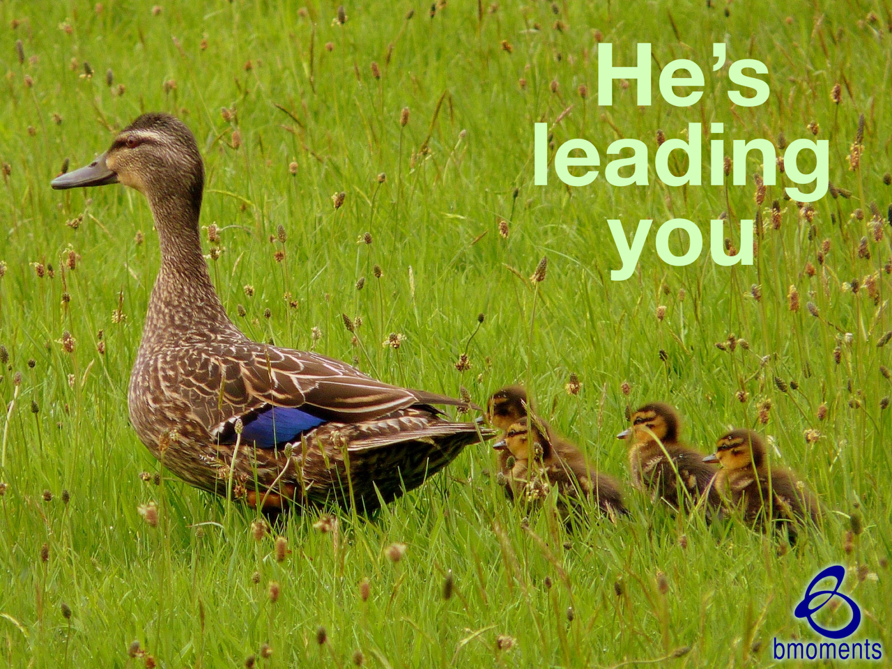 He’s Leading You