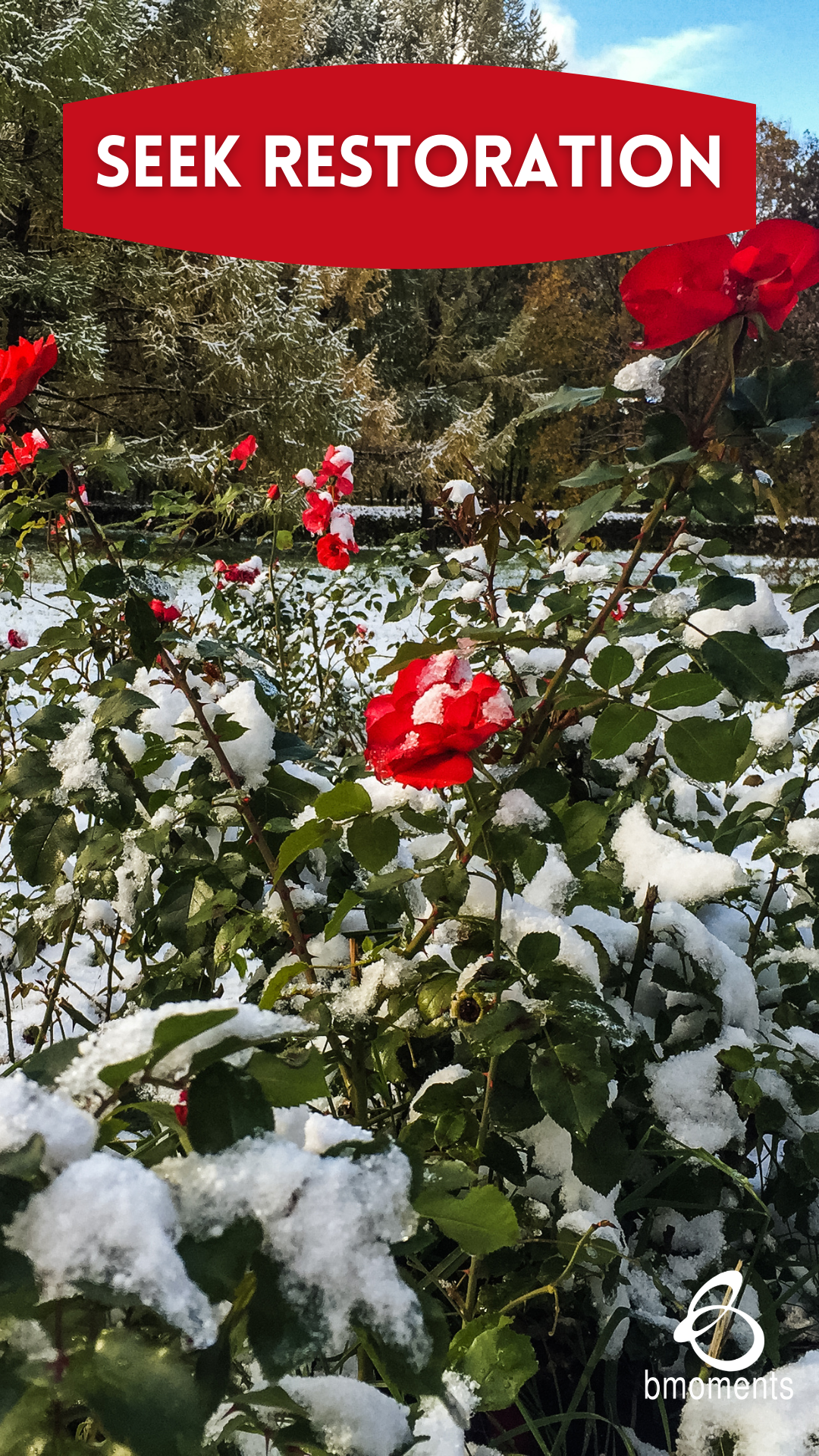 snow and flowers. seek restoration